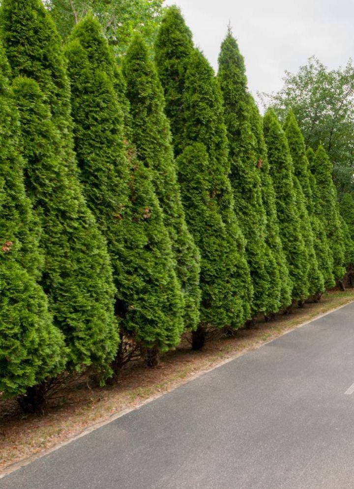Entretien jardin Muret