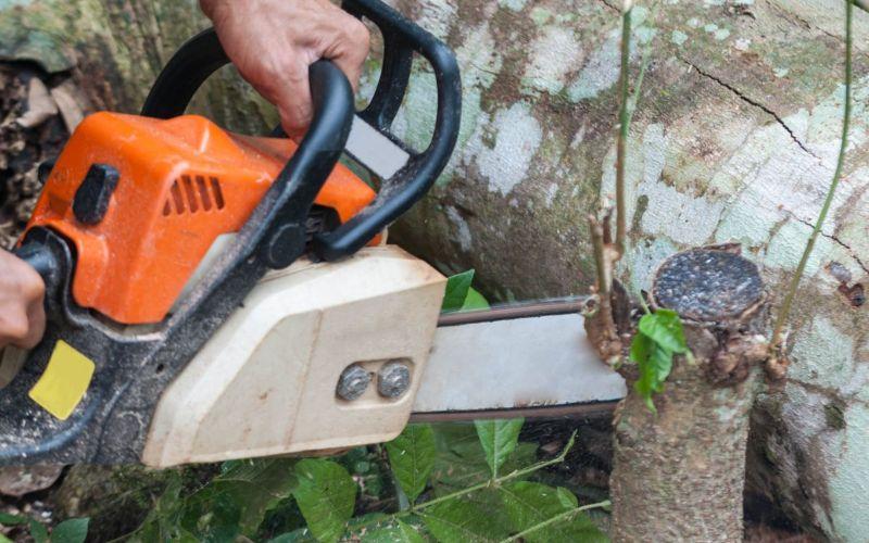Travaux d'élagage Muret